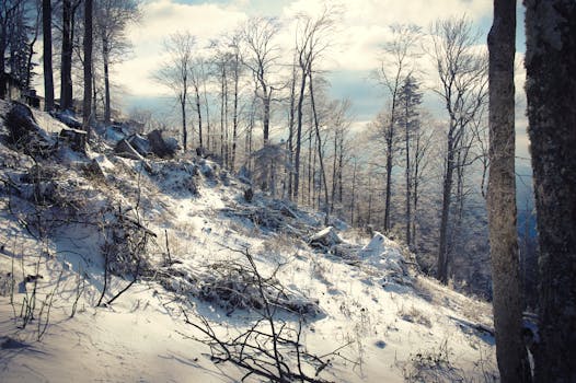Peaceful winter forest landscape with snow-covered trees and soft sunlight.