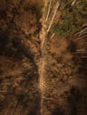 Aerial View of Forest Trail in Styria, Austria