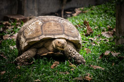 Free Detailed view of a large Sulcata tortoise roaming on a grassy field with scattered leaves. Stock Photo