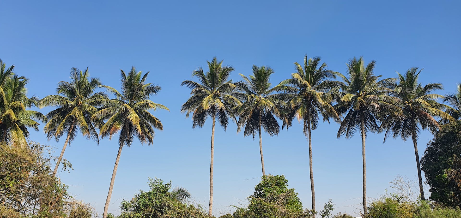 Tall palm trees with lush green leaves stand against a clear blue sky, evoking a tropical vibe.
