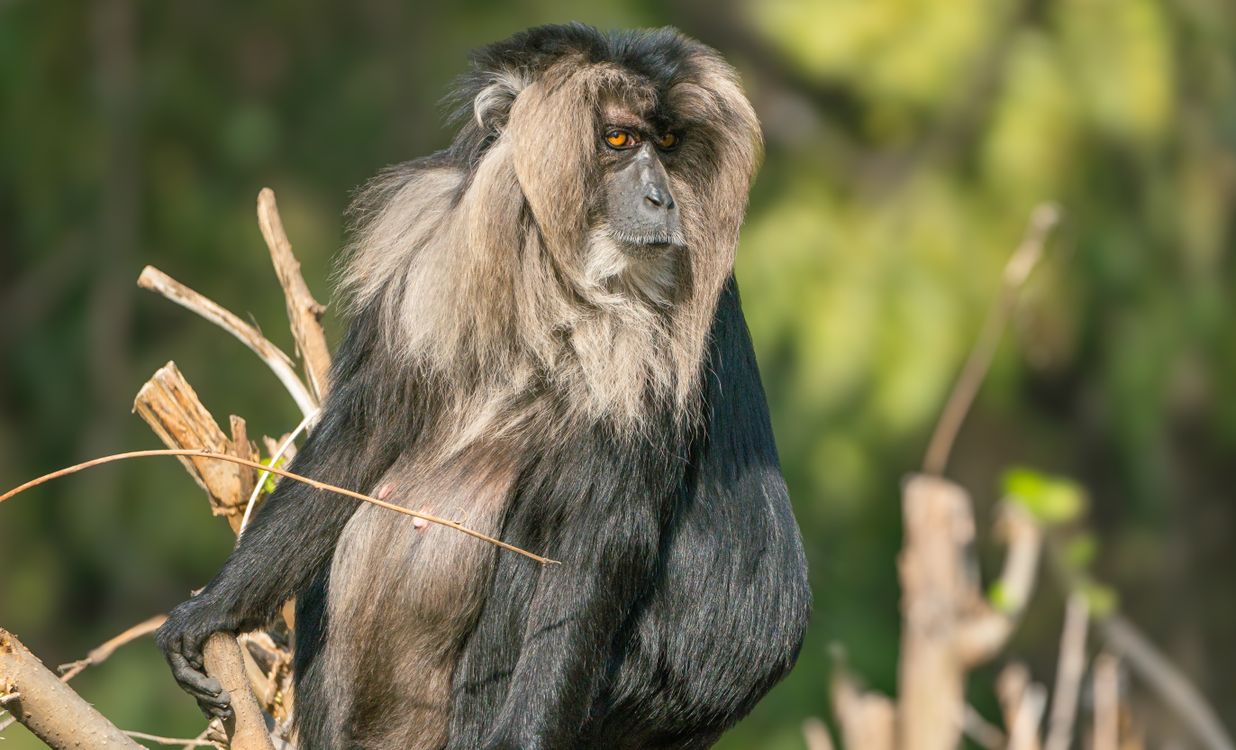 Lion tailed Macaque In Natural Habitat Free Stock Photo lion-tailed-macaque-in-natural-habitat-free-stock-photo