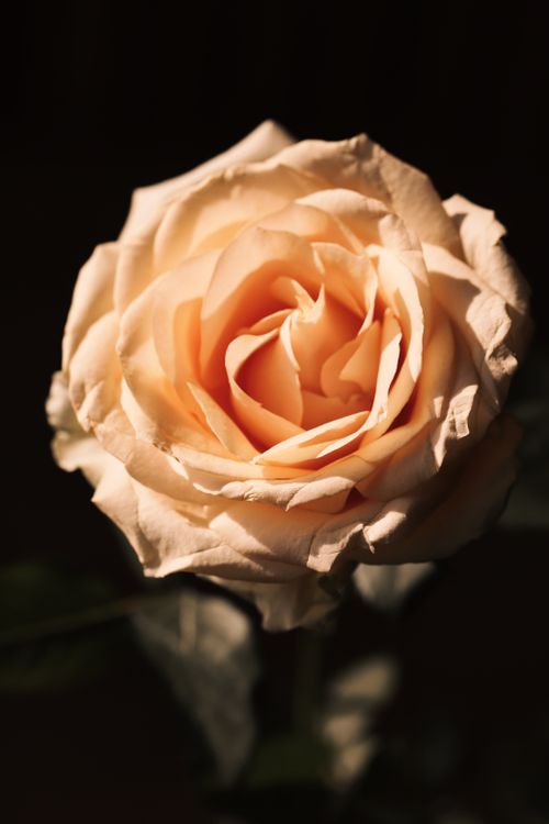 Close-Up of a Peach Rose in Warm Lighting · Free Stock Photo