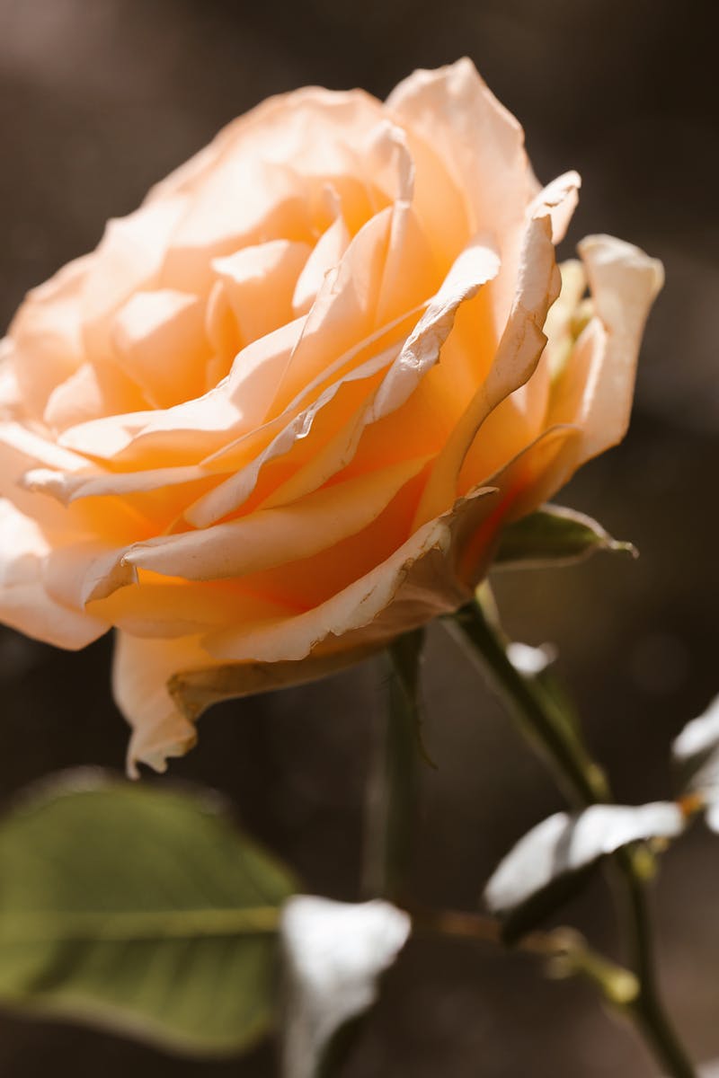 20 Little Ways to Stop and Smell the Roses