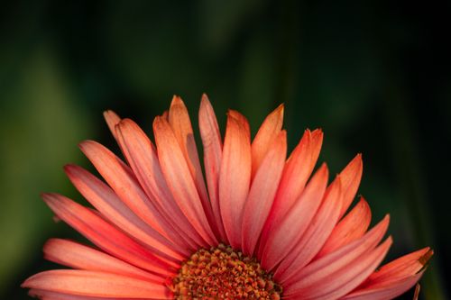 Free Macro shot of a bright red gerbera daisy with a dark green blurred background. Stock Photo