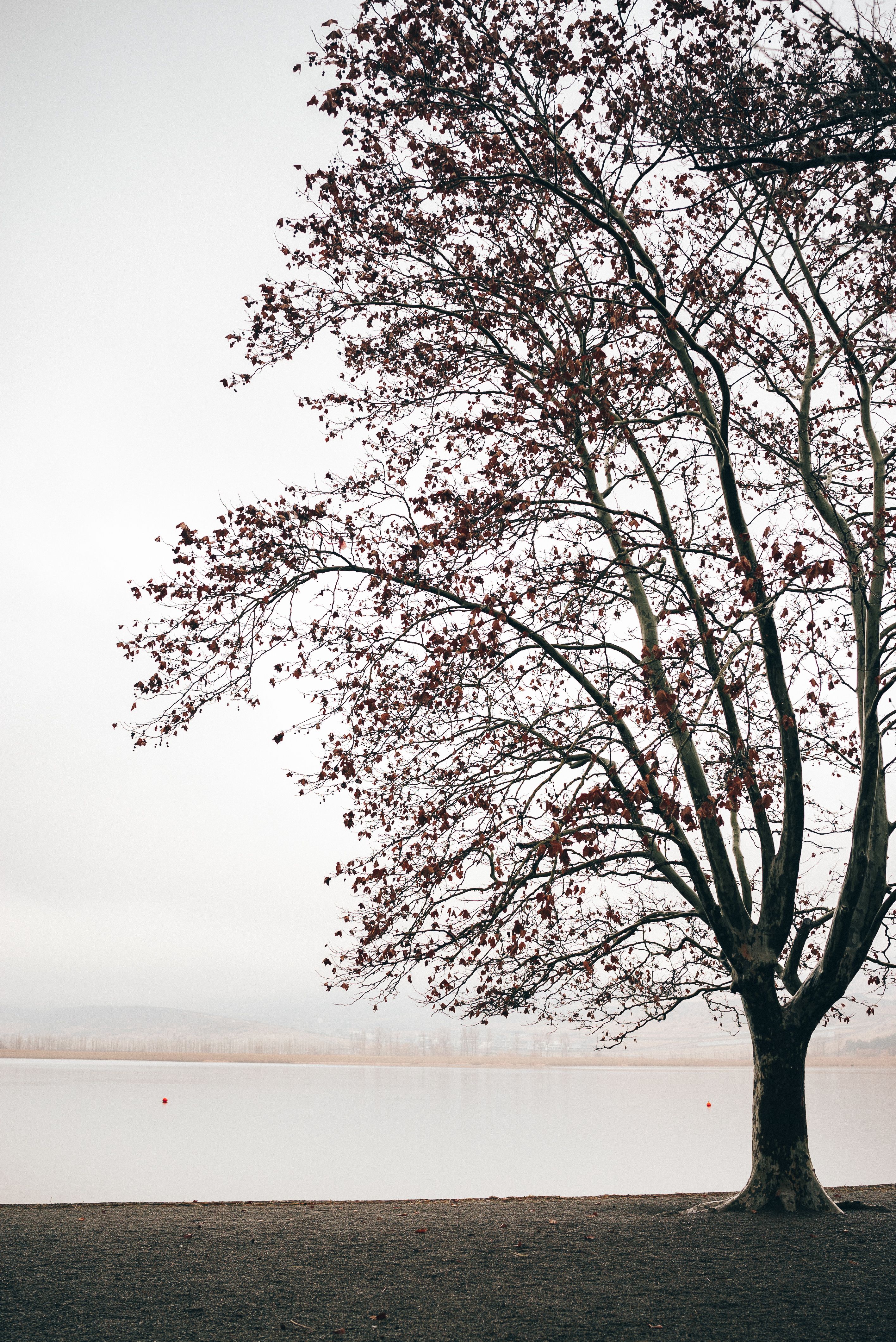Solitary Tree by Misty Lake in Tbilisi · Free Stock Photo