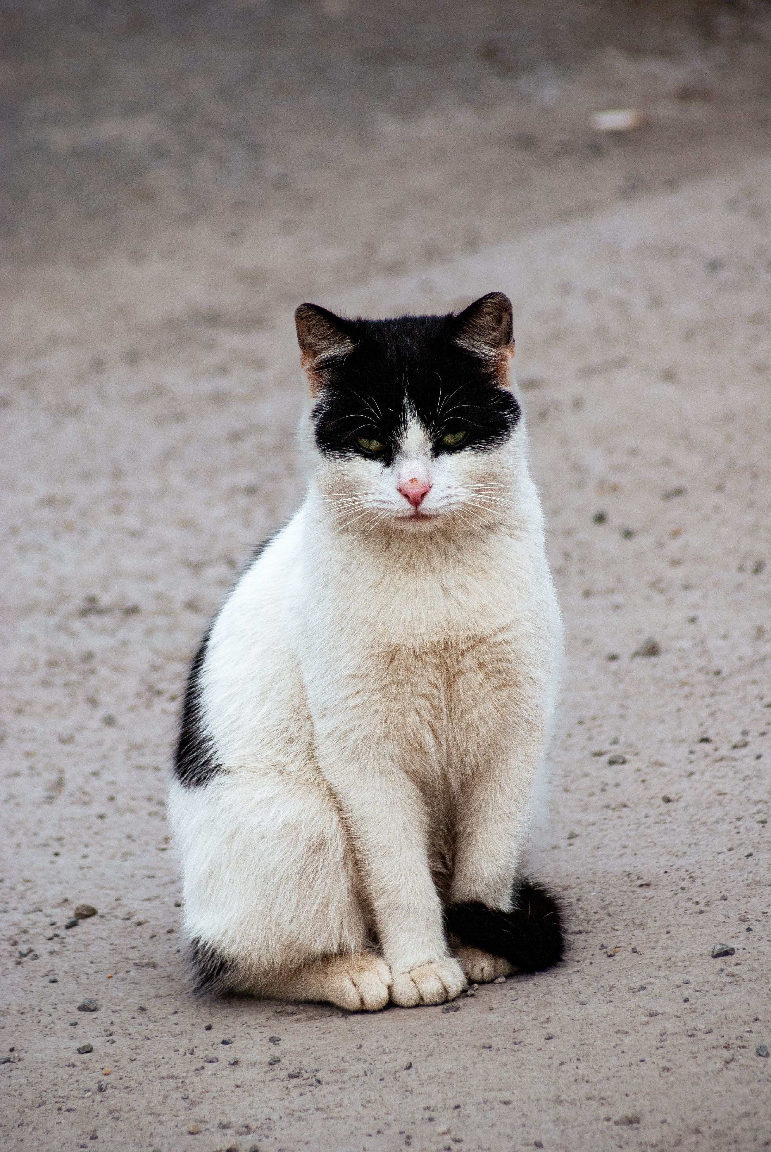 Adorable Black and White Cat on Urban Street · Free Stock Photo