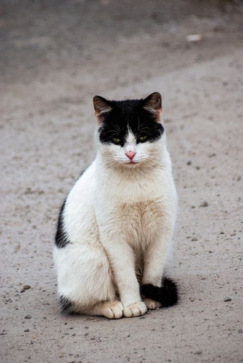 Free Black and white cat sitting on an urban street, showcasing a calm and curious demeanor. Stock Photo