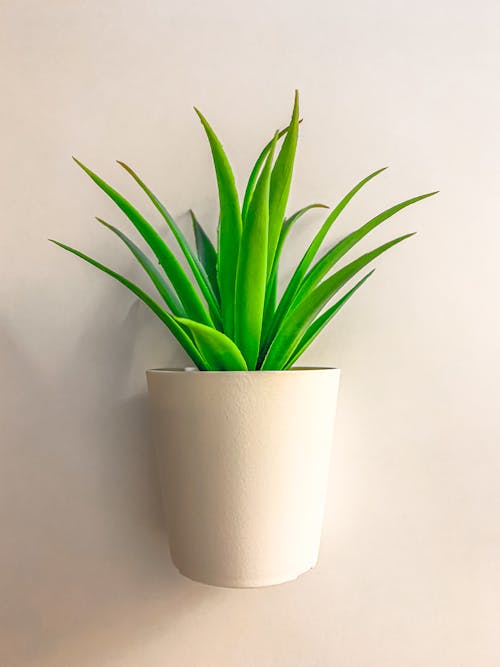 Grüne Blattpflanze Mit Weißem Topf