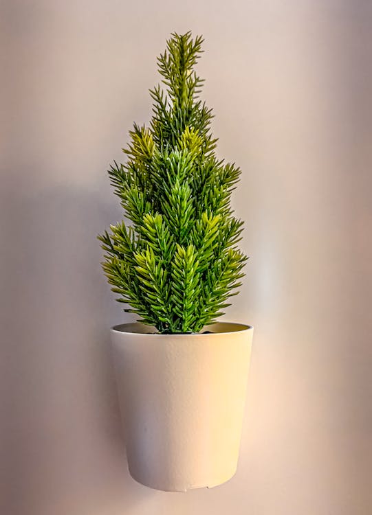 Free stock photo of decorating, green