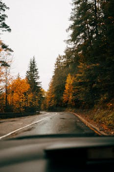 宁静森林道路，秋叶环绕的风景