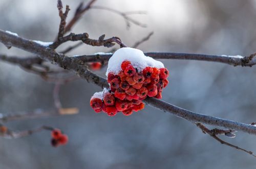 Free Vibrant red rowan berries covered in snow on a tree branch during winter. Stock Photo