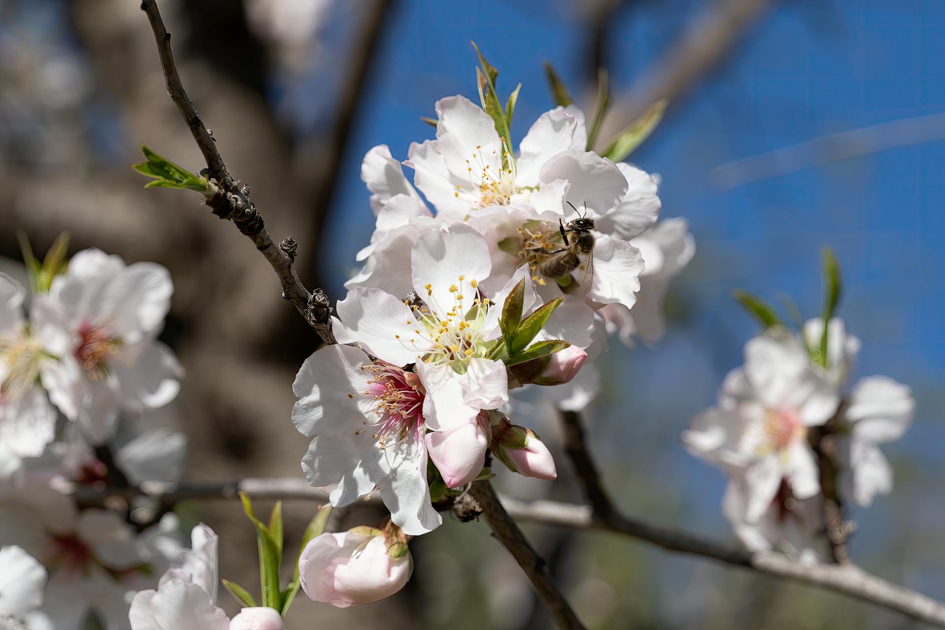 Close-up of a bee pollinating almond blossoms under a clear spring sky in Picassent, Spain.