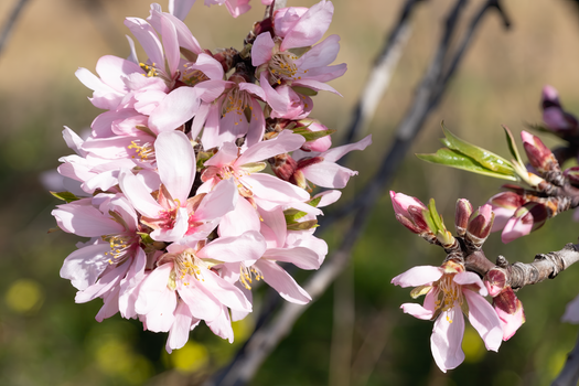 Close-up of pink almond blossoms in Picassent, Spain, capturing the essence of spring.