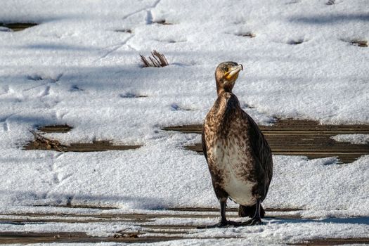 A cormorant standing on a snow-covered wooden deck, captured during winter.