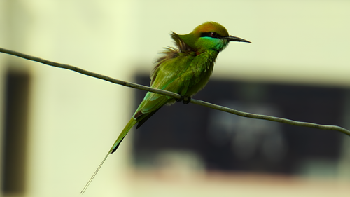 Free Close-up of a green bee-eater perched on a wire in Patna, India during spring. Stock Photo