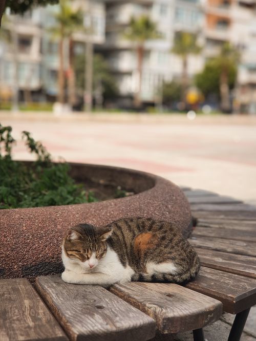 Free Adorable cat napping on a wooden bench in a city park setting. Perfect scene of tranquility. Stock Photo