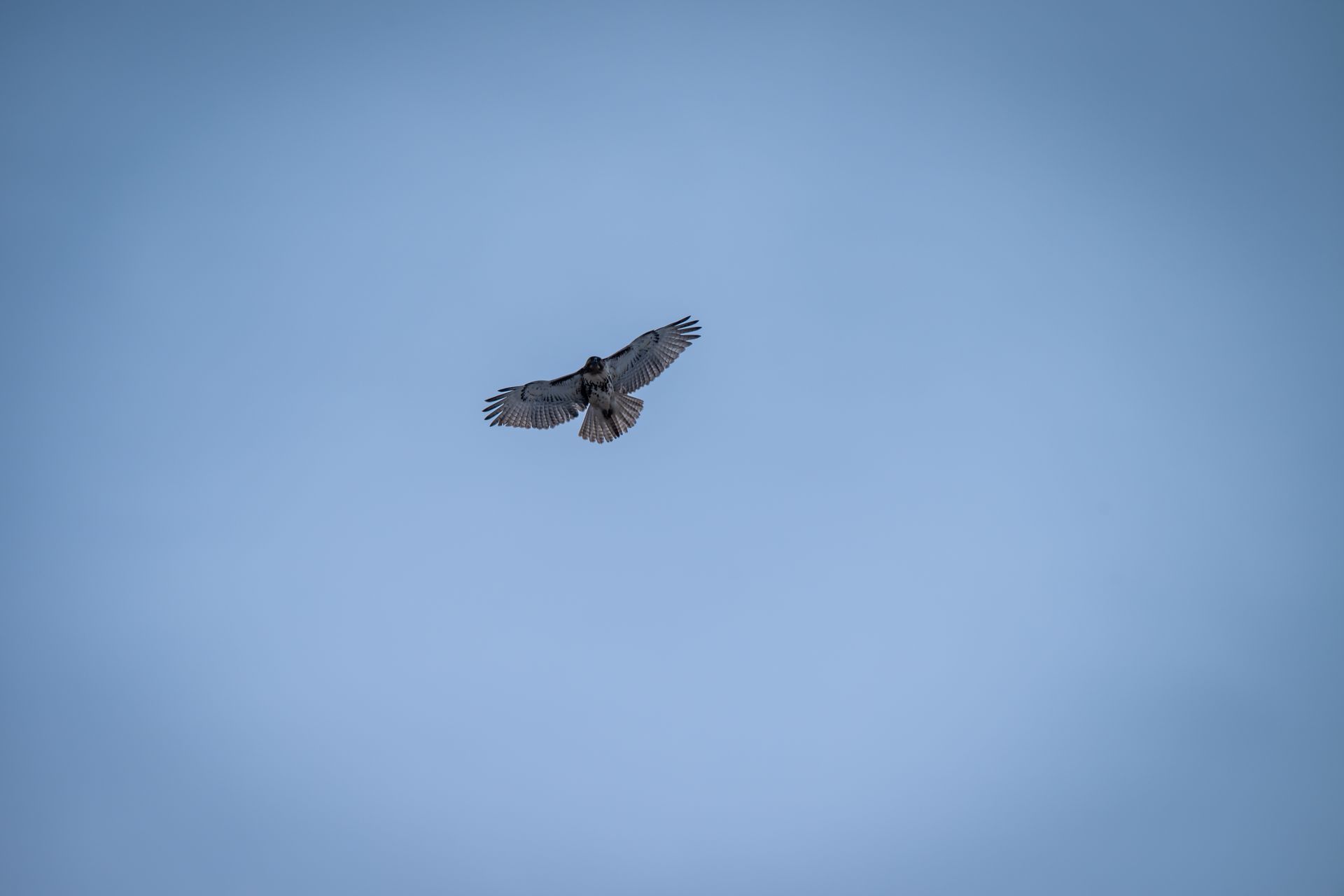 A lone hawk soars gracefully in a bright blue sky, wings outstretched.