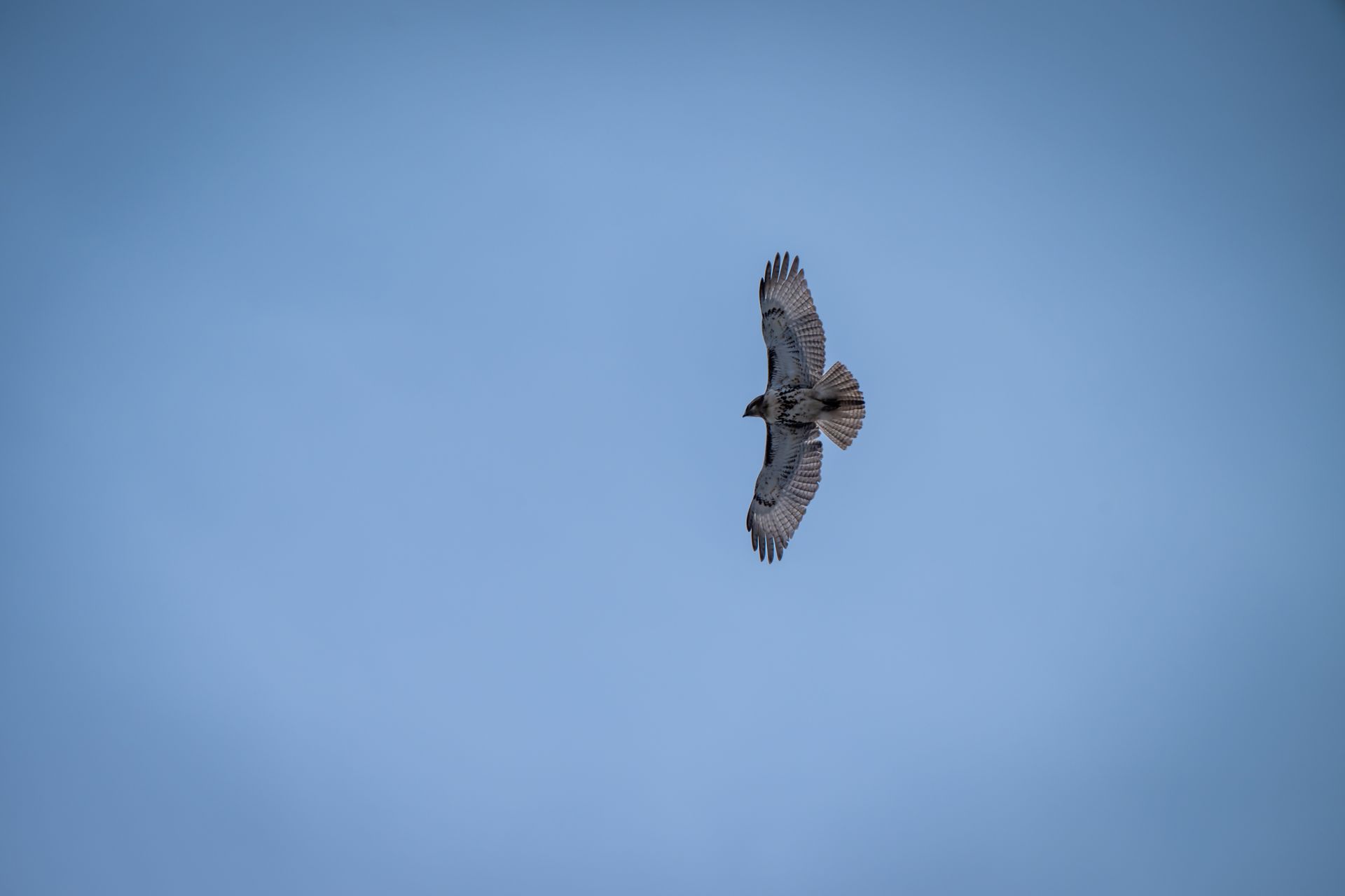 A powerful hawk spreads its wings, soaring gracefully against a clear blue sky, depicting freedom and strength.