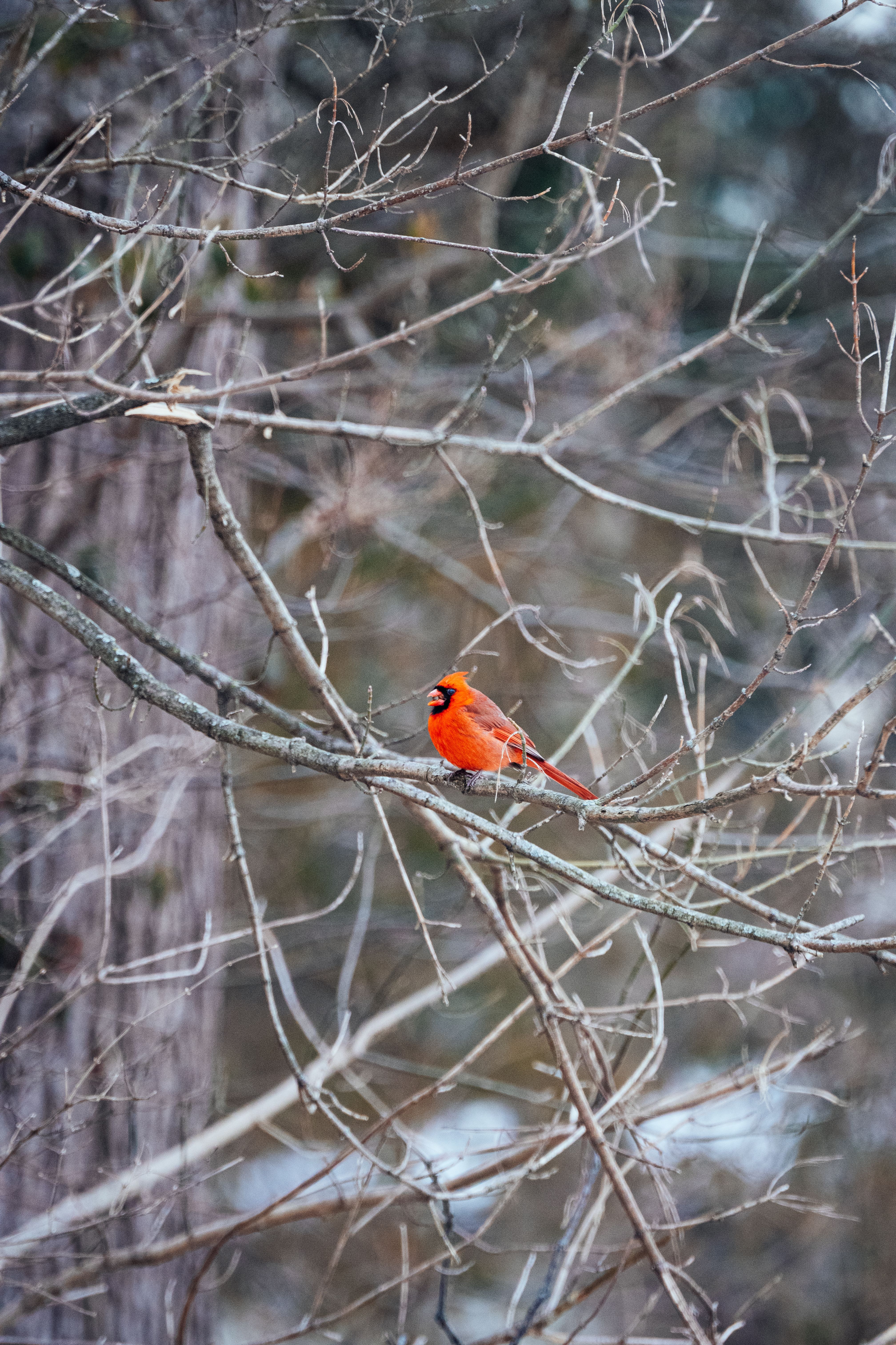 Vibrant Cardinal in a Winter Woodland Scene · Free Stock Photo