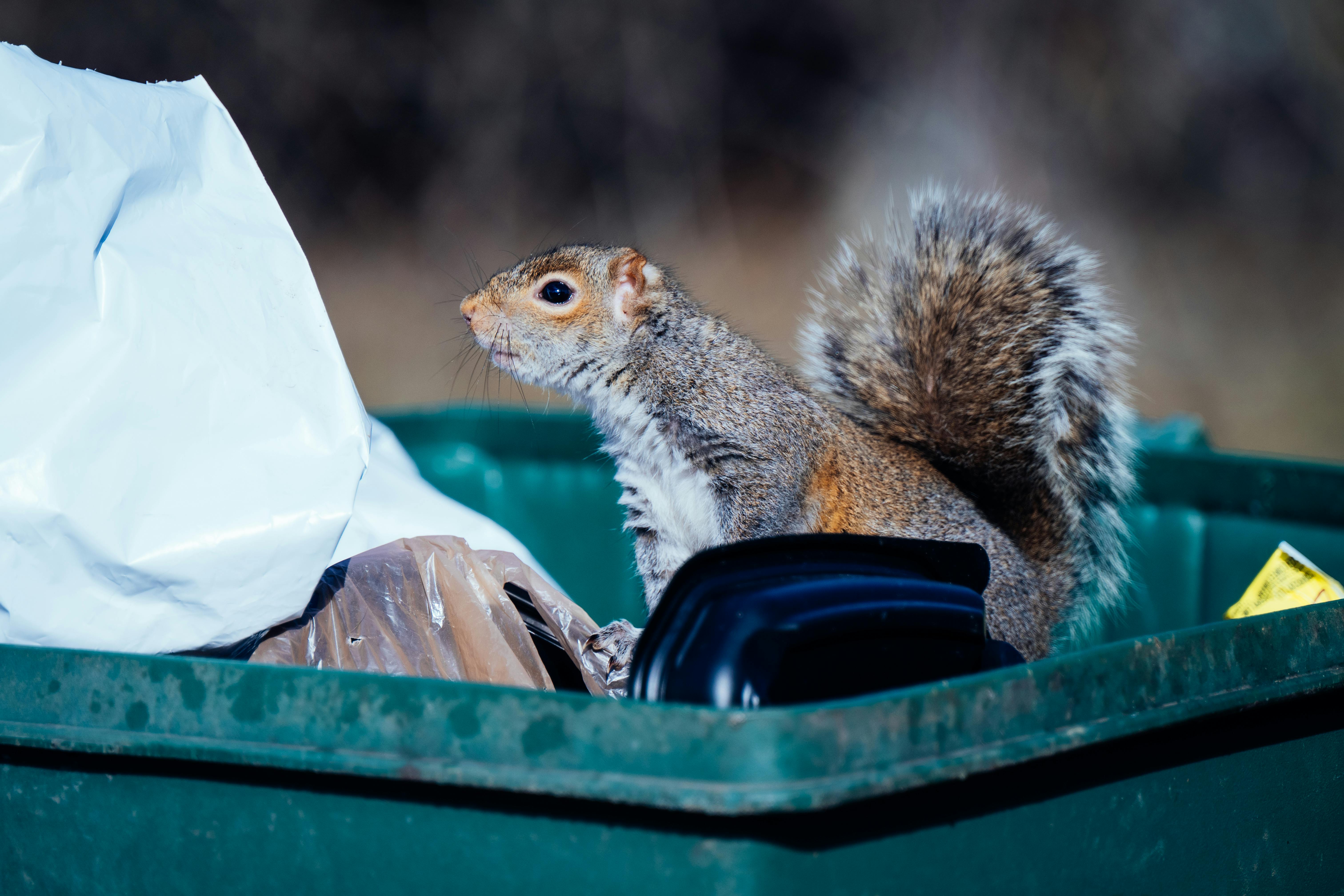 A curious gray squirrel explores a trash bin outdoors, searching for food.