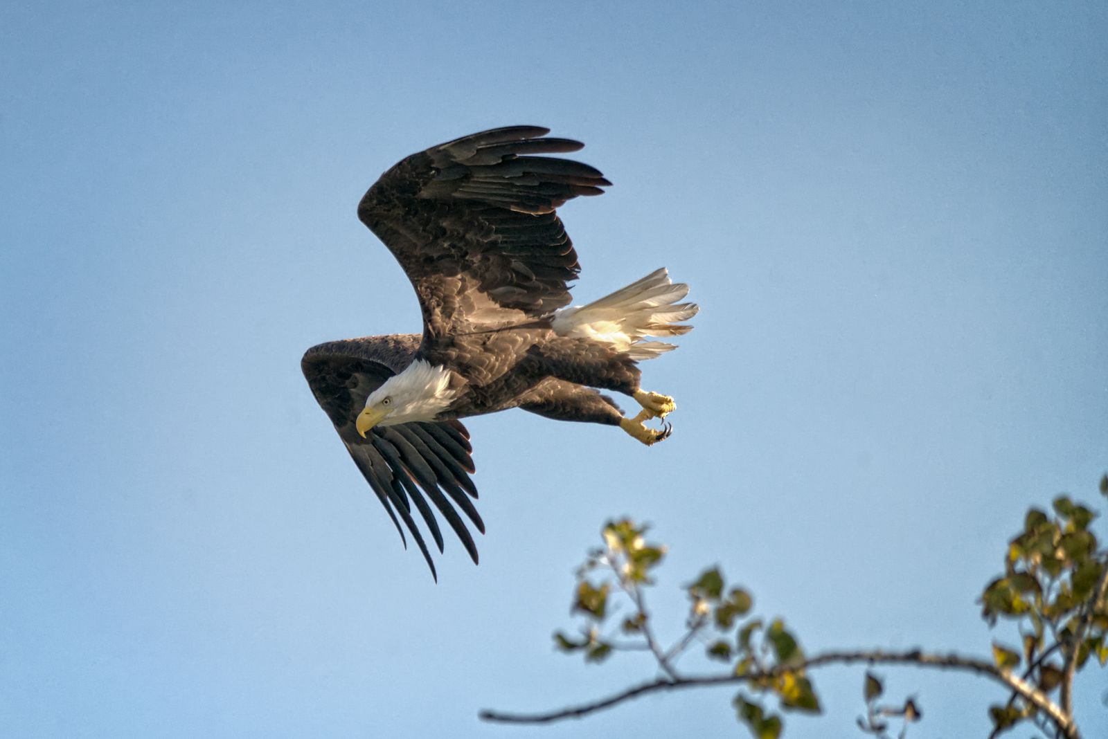 Soaring Eagle Photos Download The Best Free Soaring Eagle Stock Photos