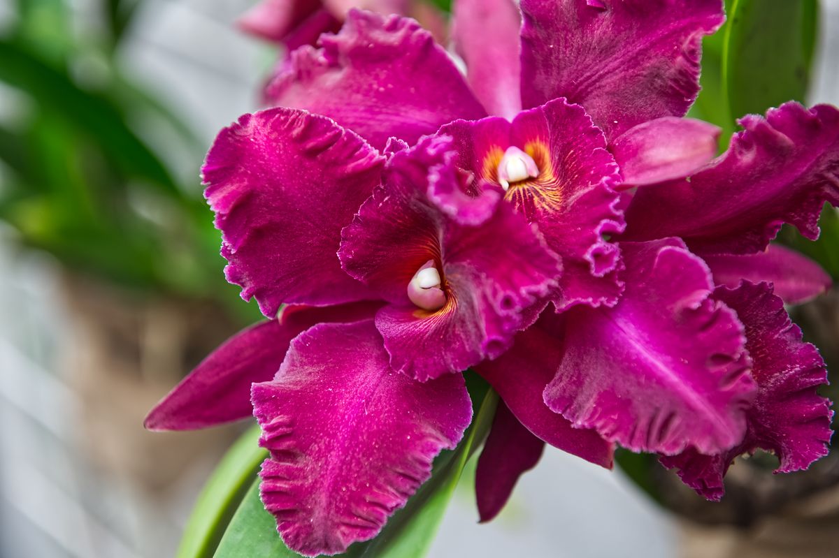 Vibrant Cattleya orchid flowers in deep purple and pink tones