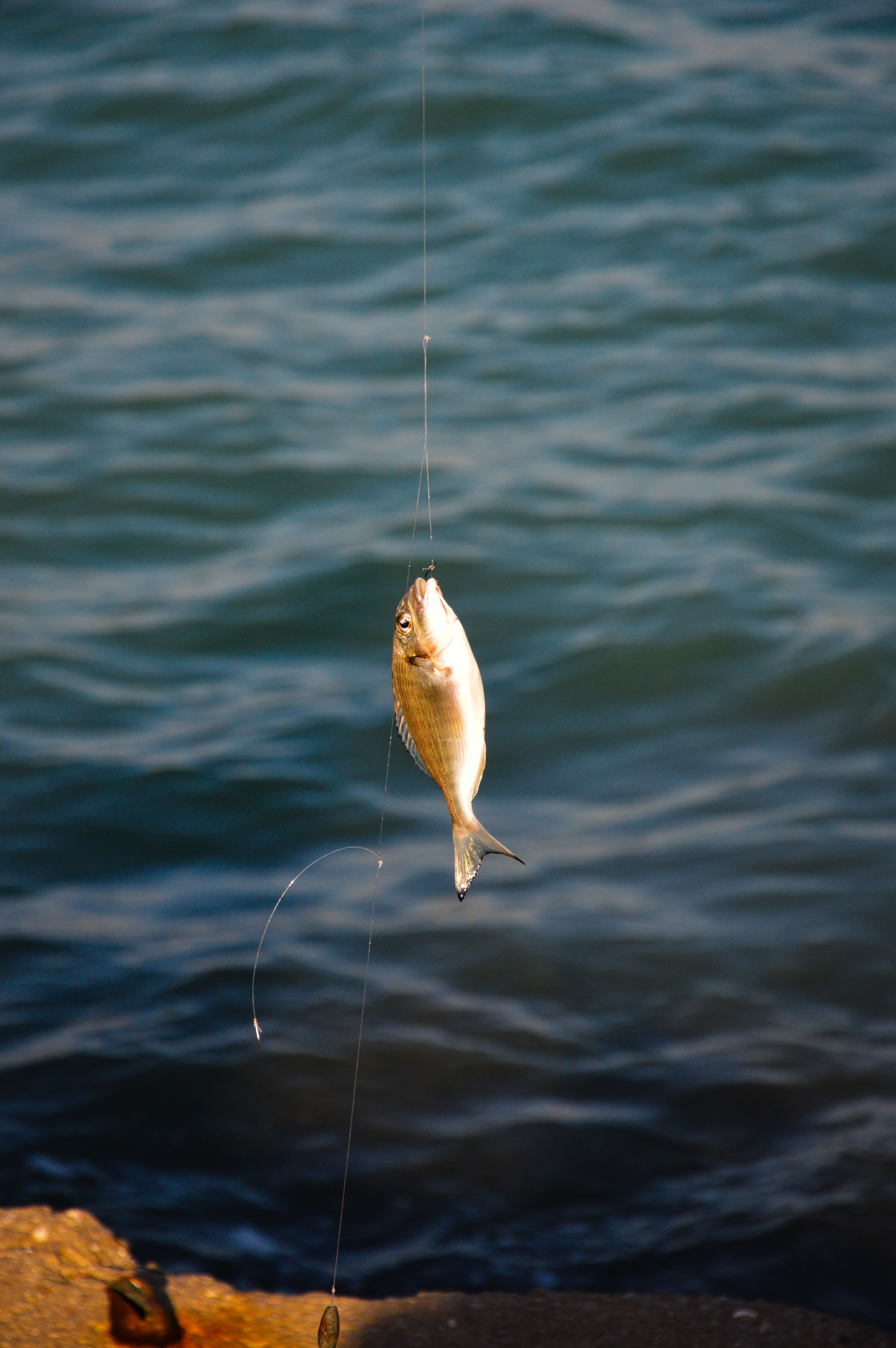 Fishing Success with Catch Hanging above Water Free Stock Photo Fishing Success with Catch Hanging above Water Free Stock Photo