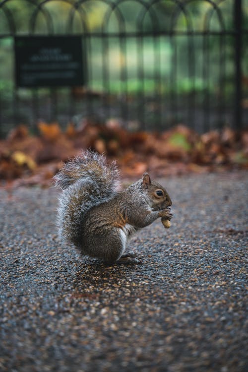 Free Gray Squirrel Stock Photo