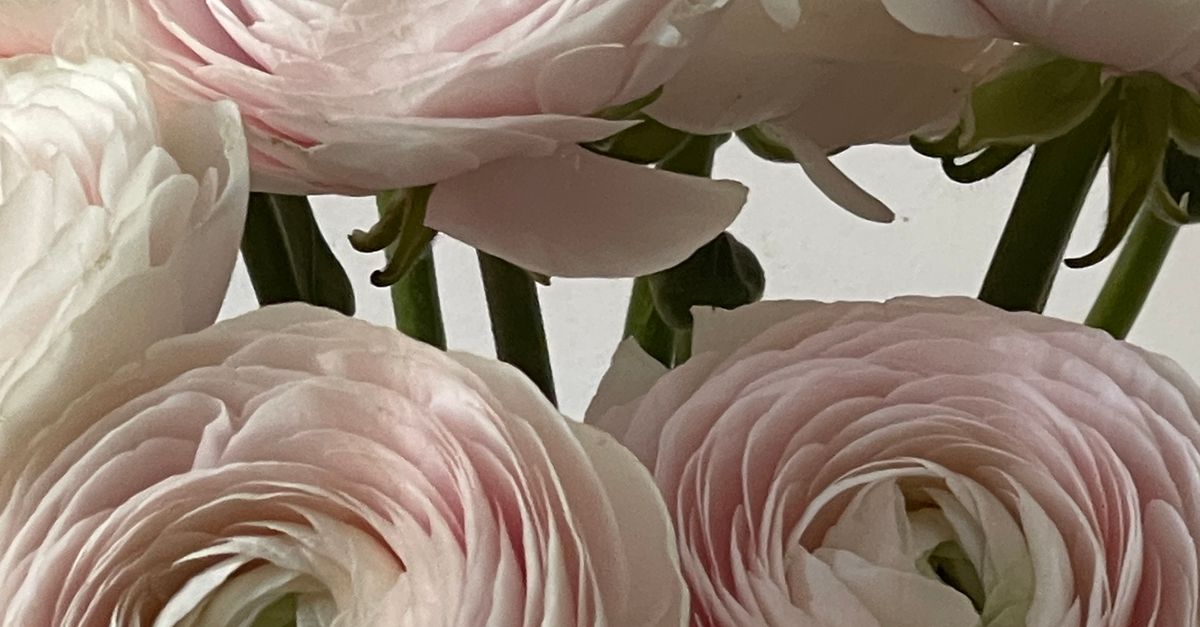 Pink Ranunculus Bush Soft Pink Ranunculus Flowers in Bloom · Free Stock Photo