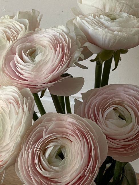 A close-up of delicate pink ranunculus flowers, showcasing their layered petals and soft texture.