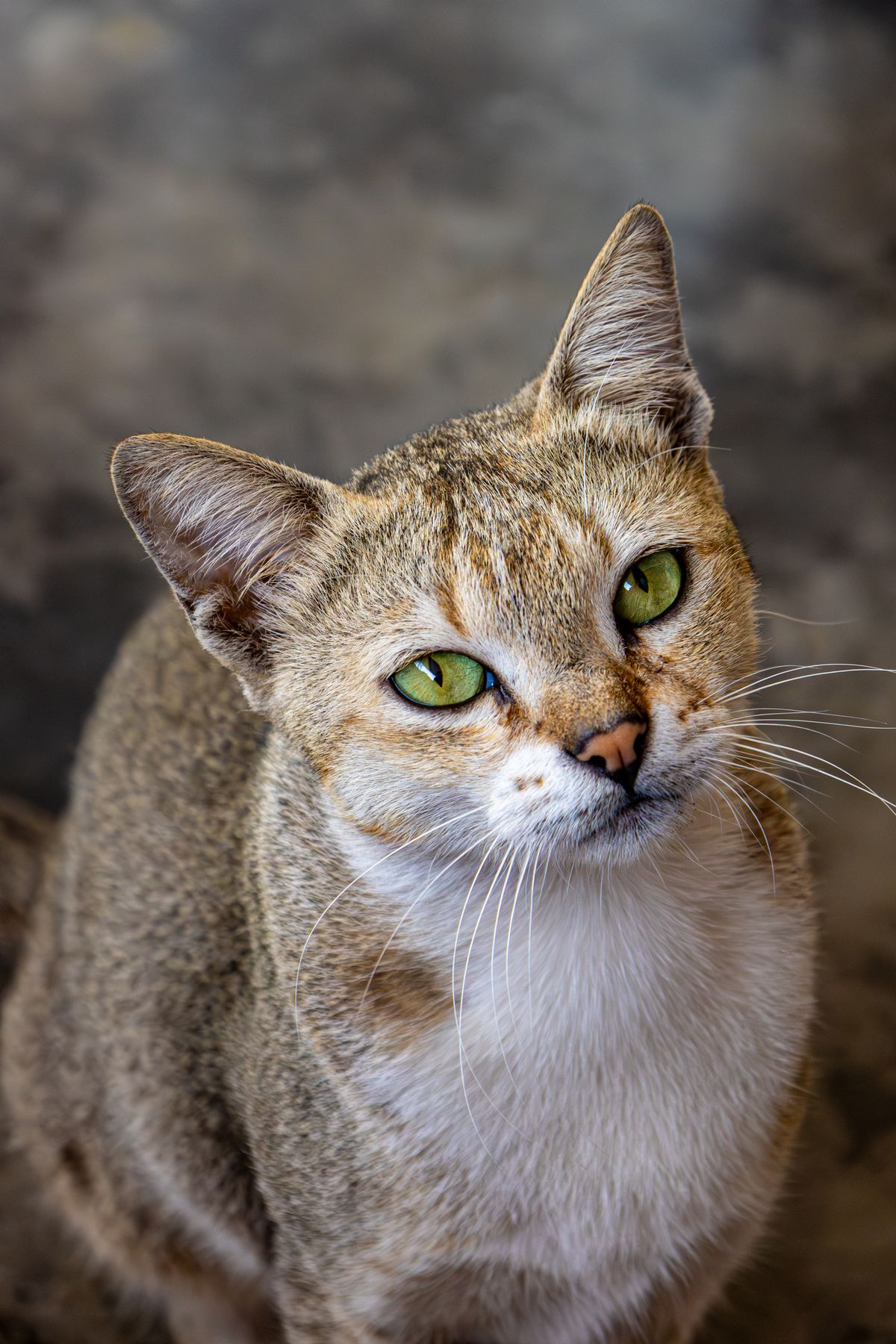 Gros plan sur la tête d'un chat tigré, oreilles dressées et pavillons bien visibles