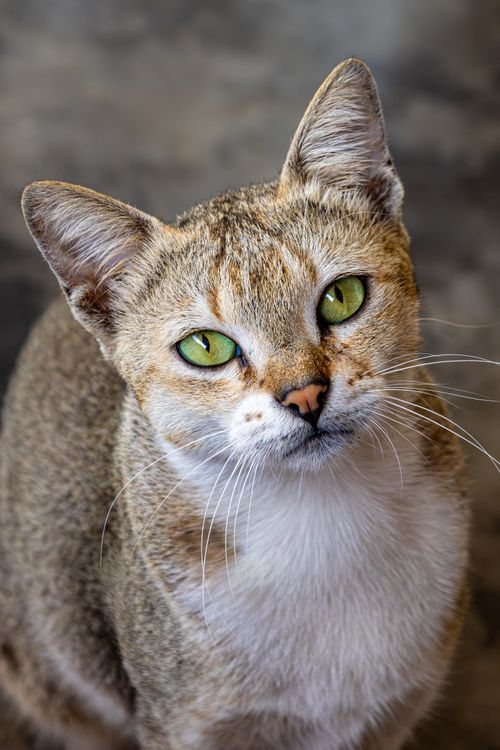 Free Detailed close-up of a green-eyed cat with a curious expression Stock Photo
