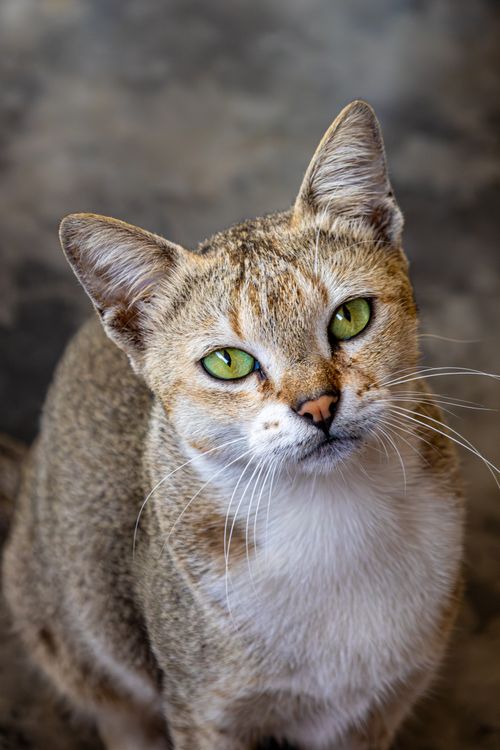 Free Expressive green-eyed cat looking intently at the camera. Stock Photo