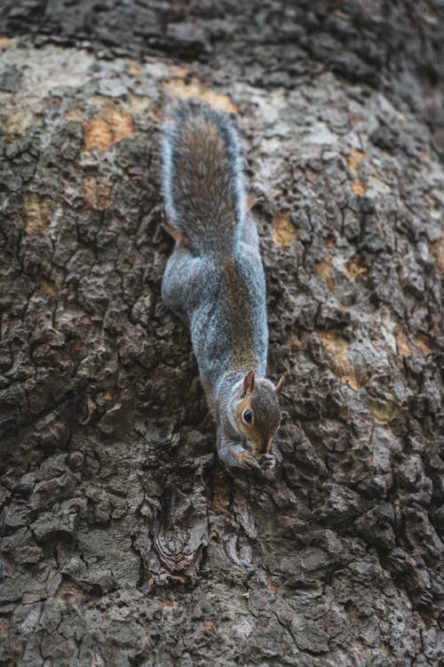 Free stock photo of animal, eating squirrel, fox squirrel