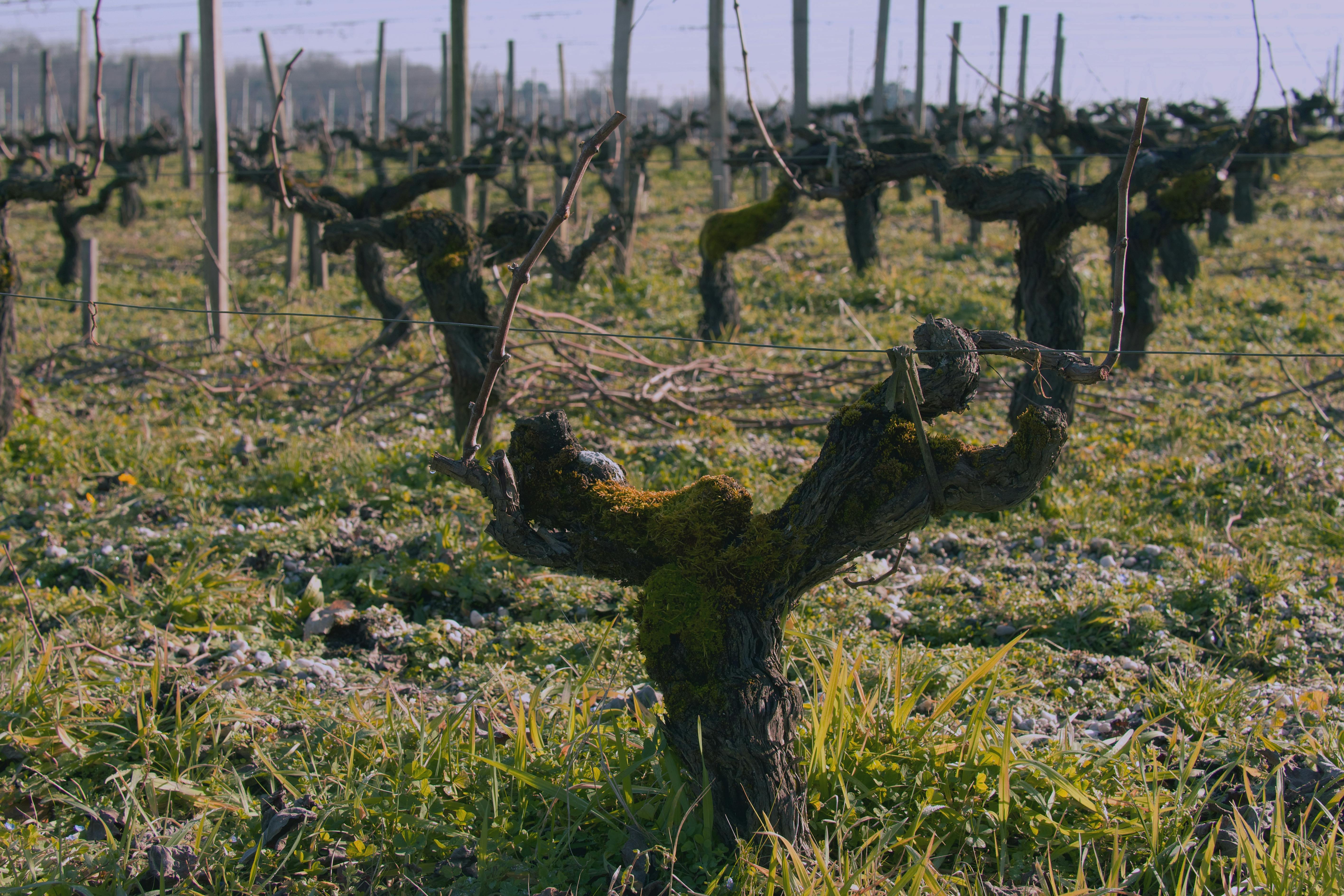 Rustic vineyard in Léognan, France showing leafless grapevines in wintertime.