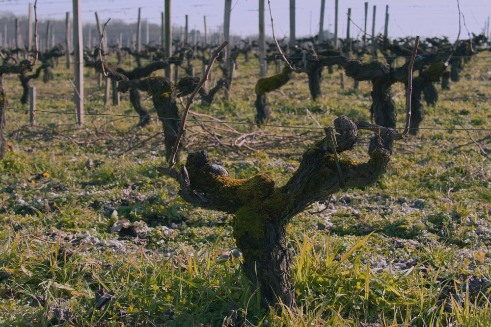 Rânduri de viță de vie într-o podgorie din regiunea Bordeaux