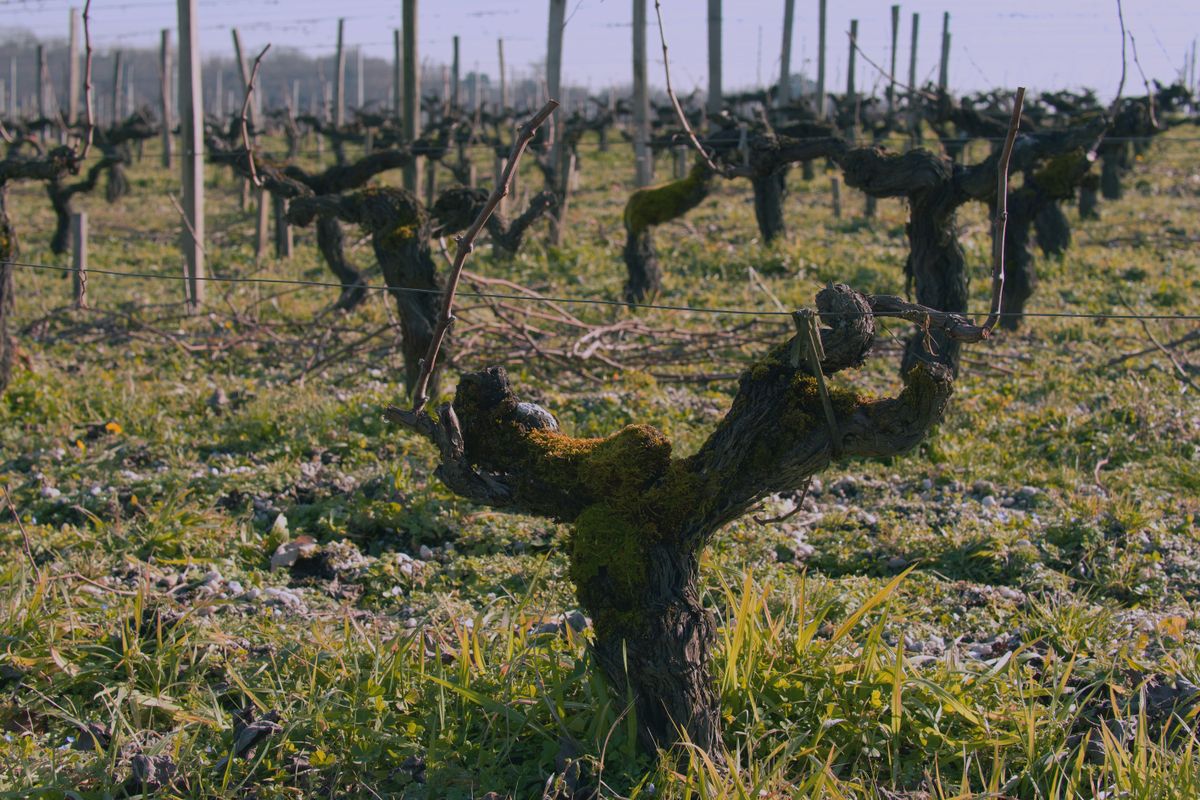 greffer une vigne - Accompagner la reprise après le greffage
