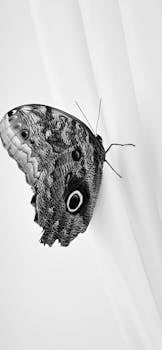 Close-up black and white image of a butterfly on a white background.
