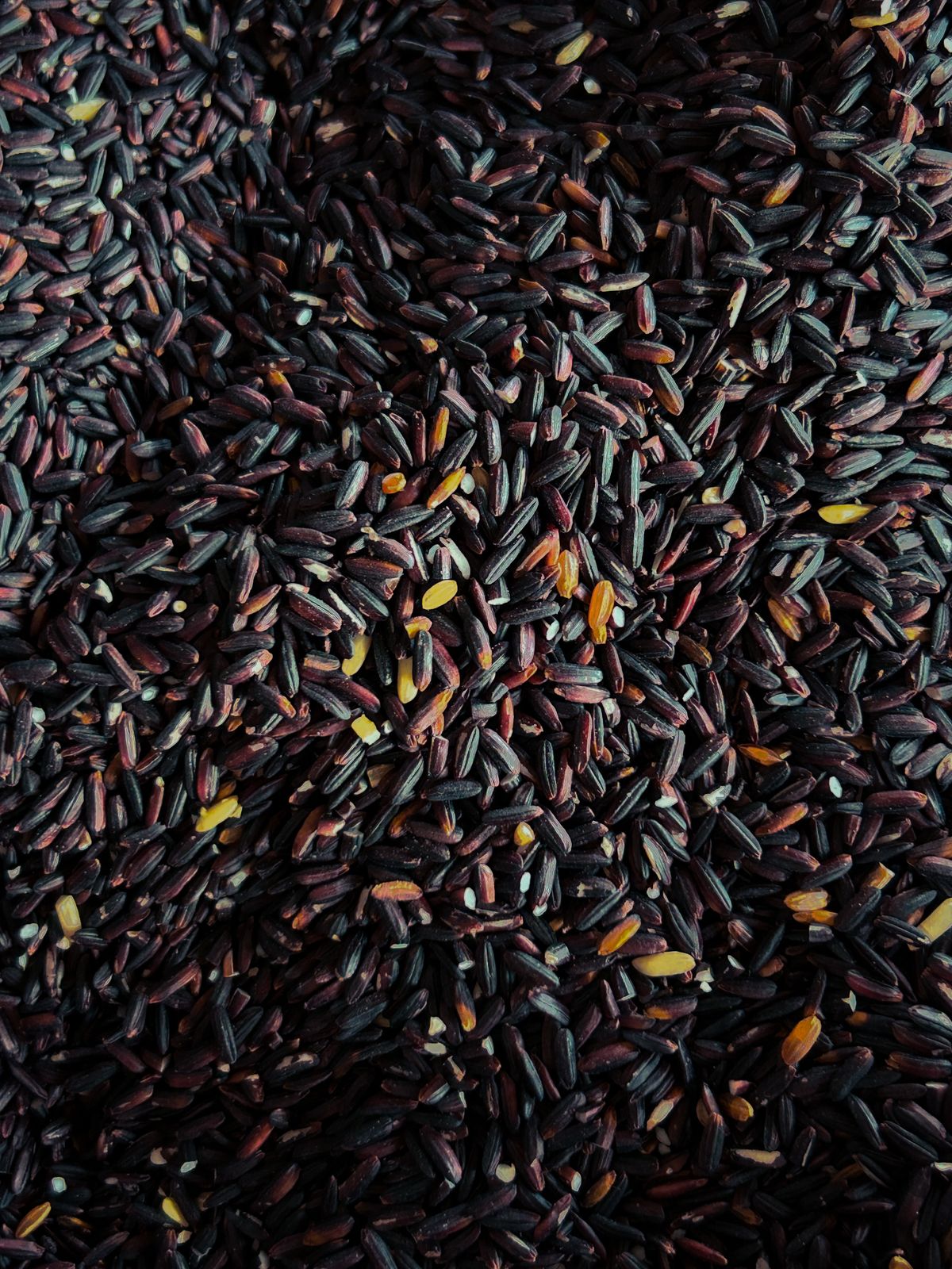 Close-up of Raja Kavuni black rice grains