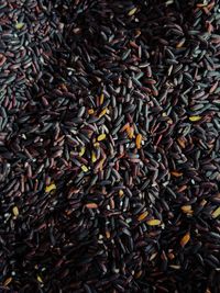 Close-up of black rice grains