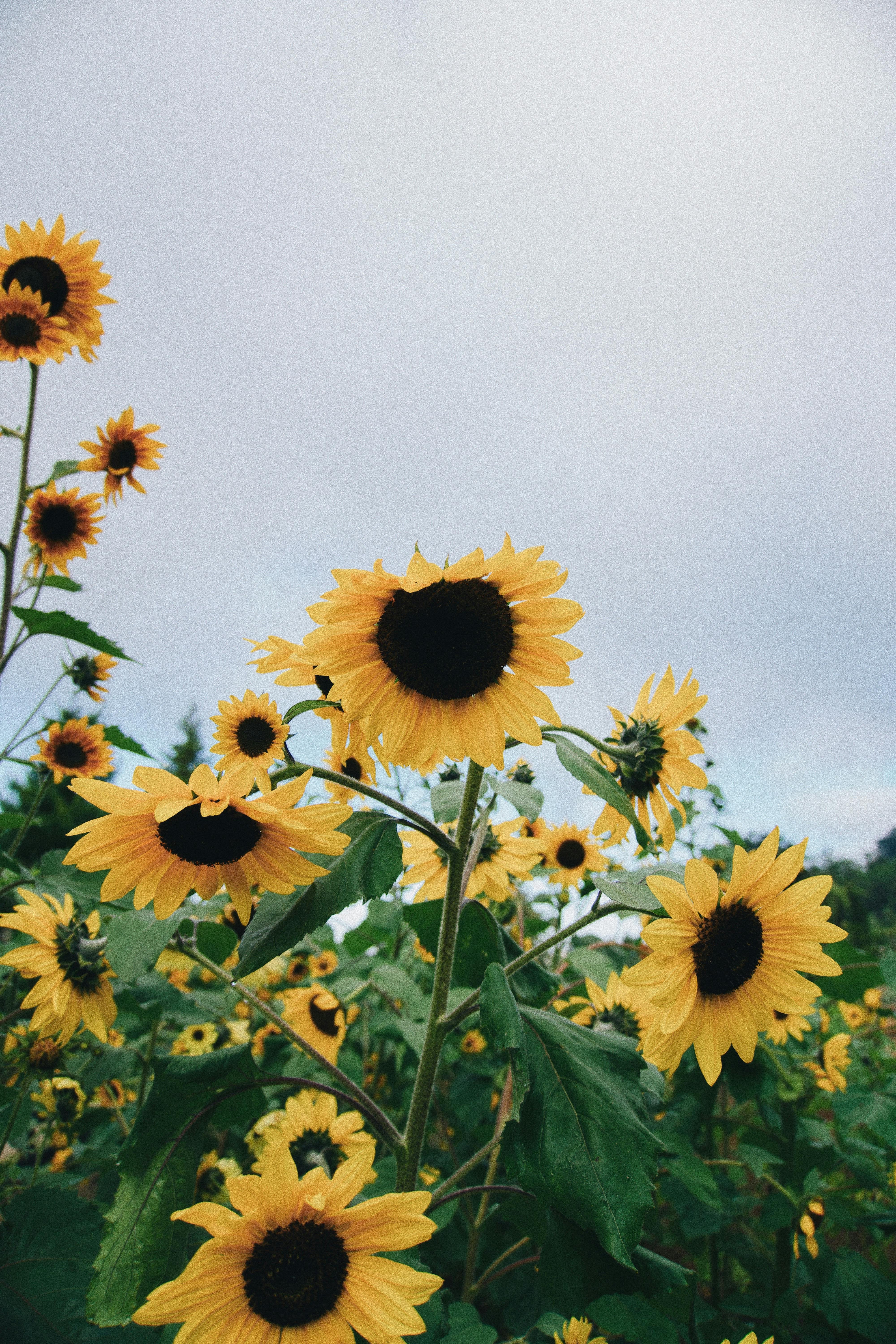 A vivid display of sunflowers against a cloudy sky in Bali, Indonesia. Perfect for nature enthusiasts.