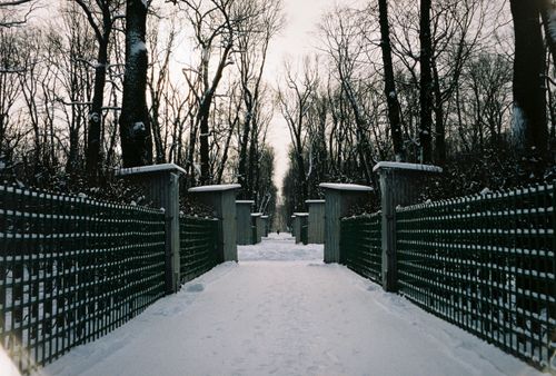 Free Serene winter pathway flanked by snow-covered trees and wooden fences under a clear sky. Stock Photo