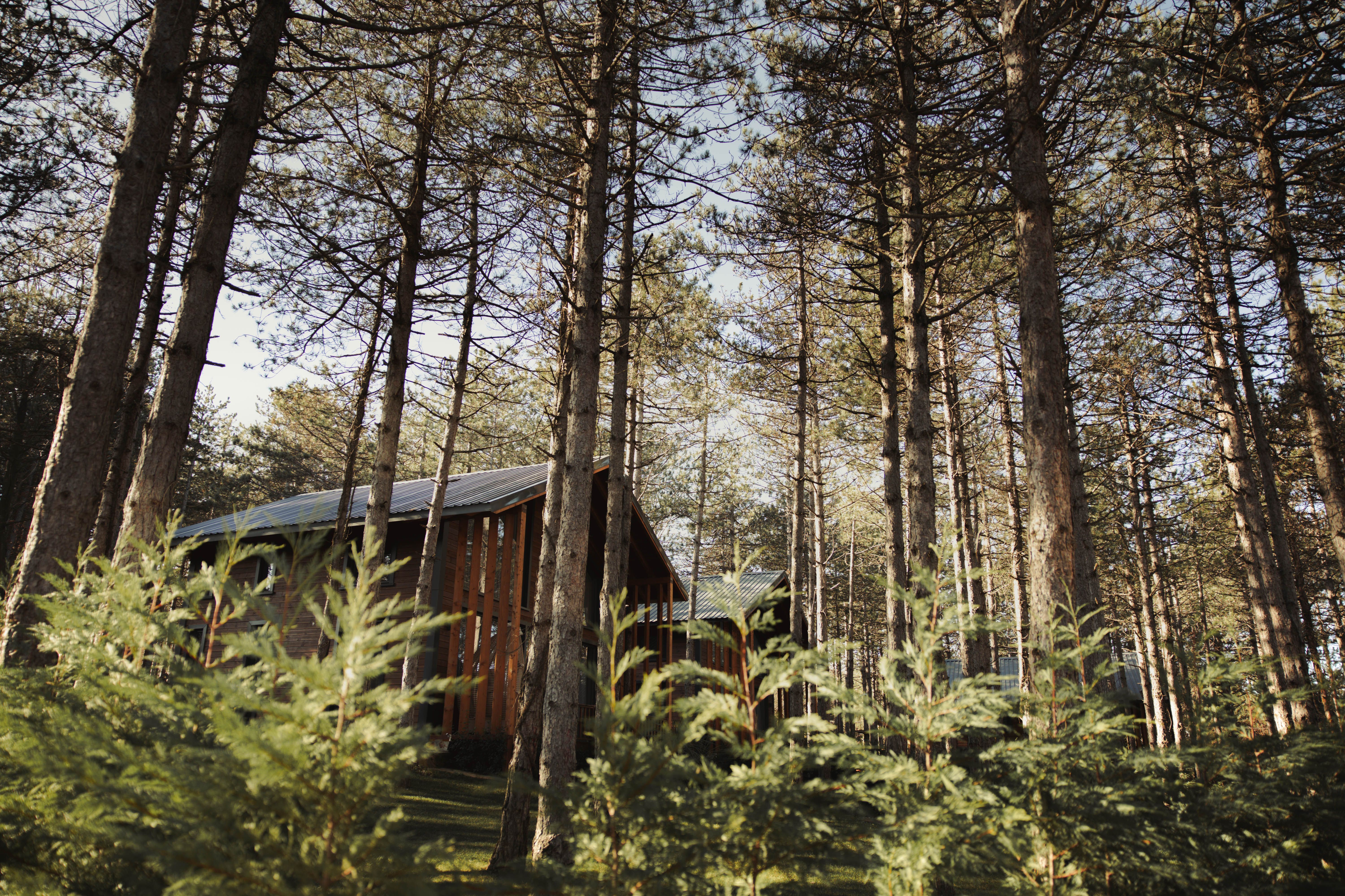 Wooden Cabin In A Serene Pine Forest Free Stock Photo