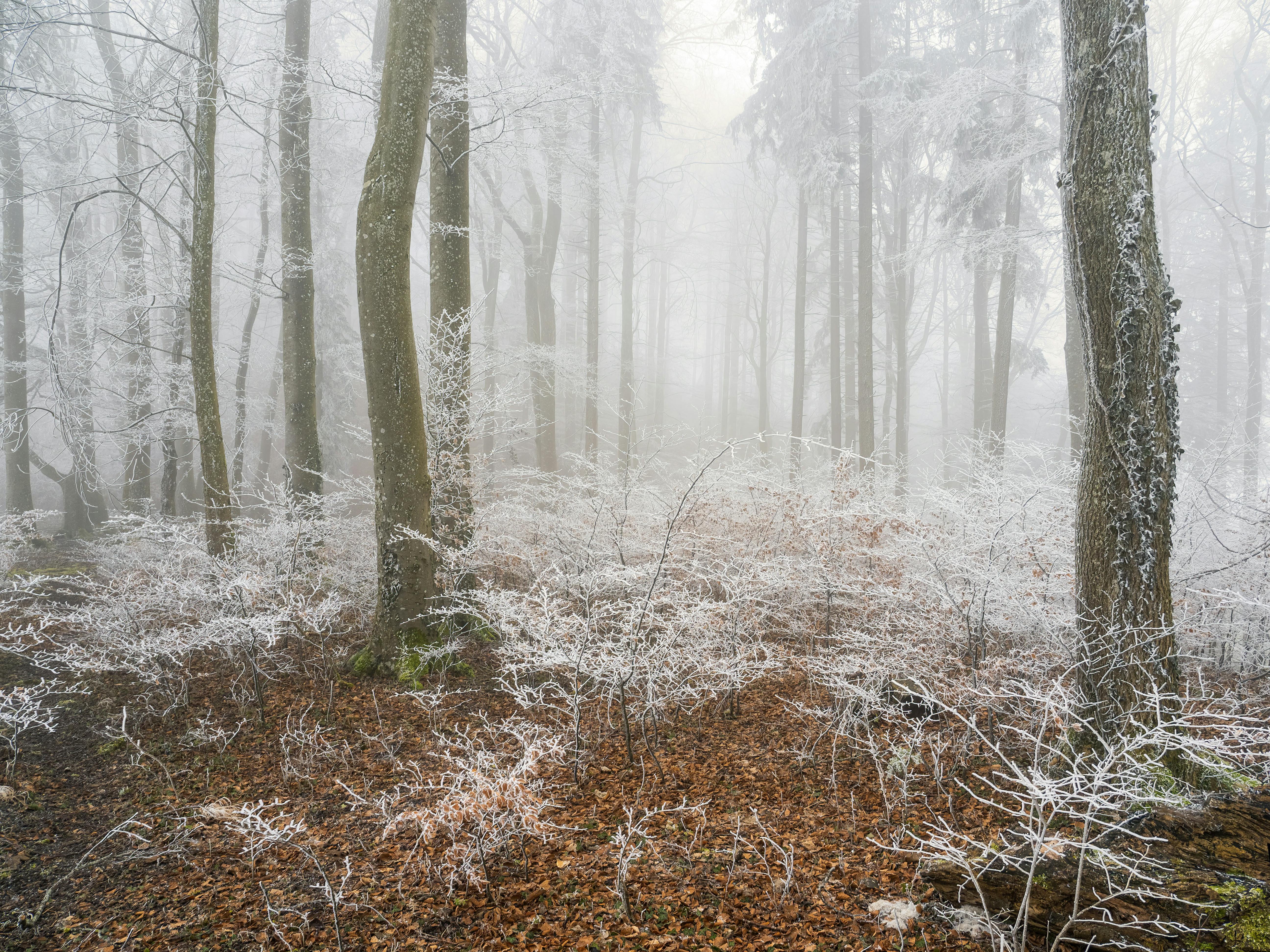 A tranquil winter forest scene featuring trees and underbrush covered in frost.