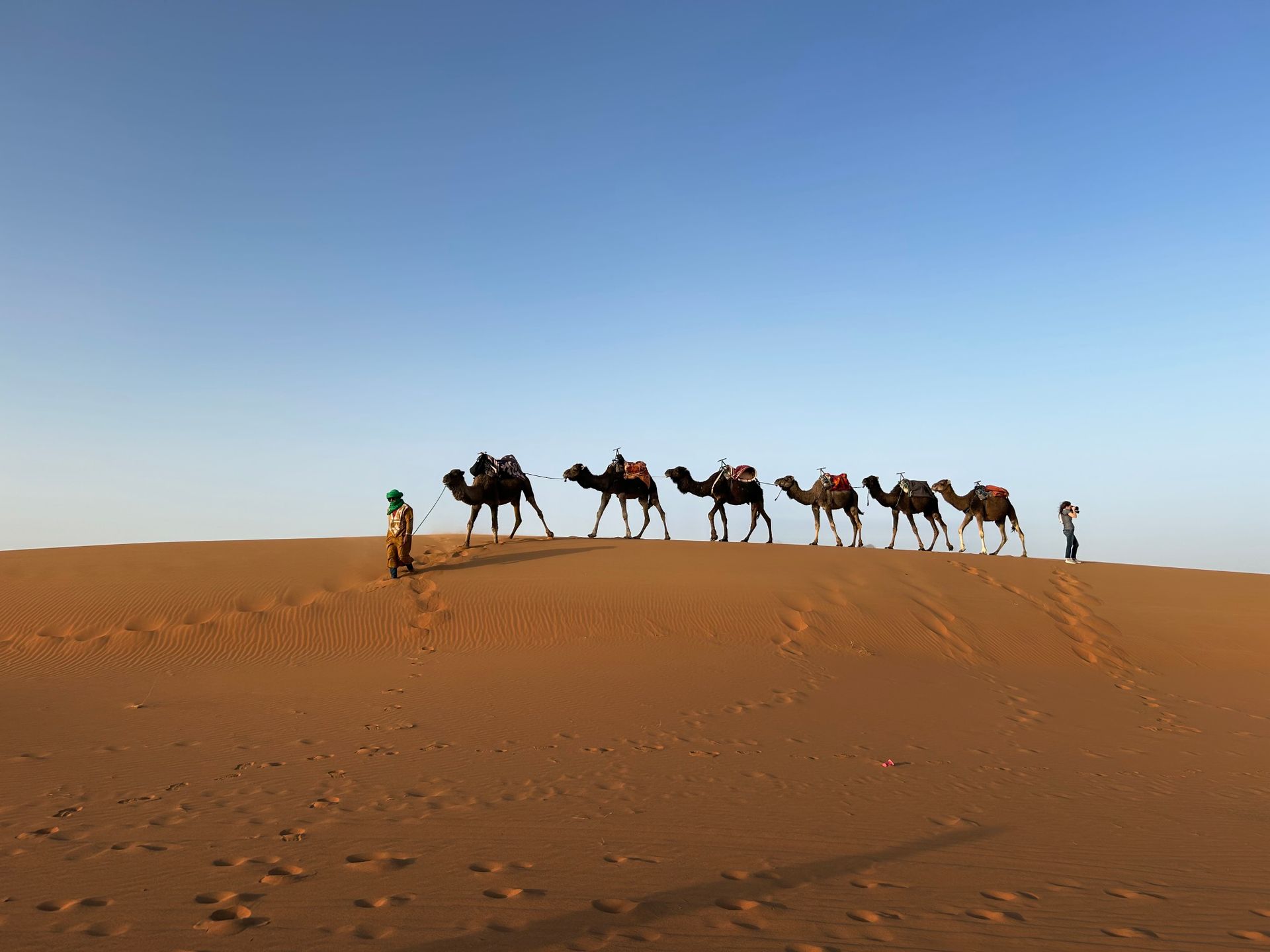 Camel caravan crossing the dunes in the Moroccan Sahara