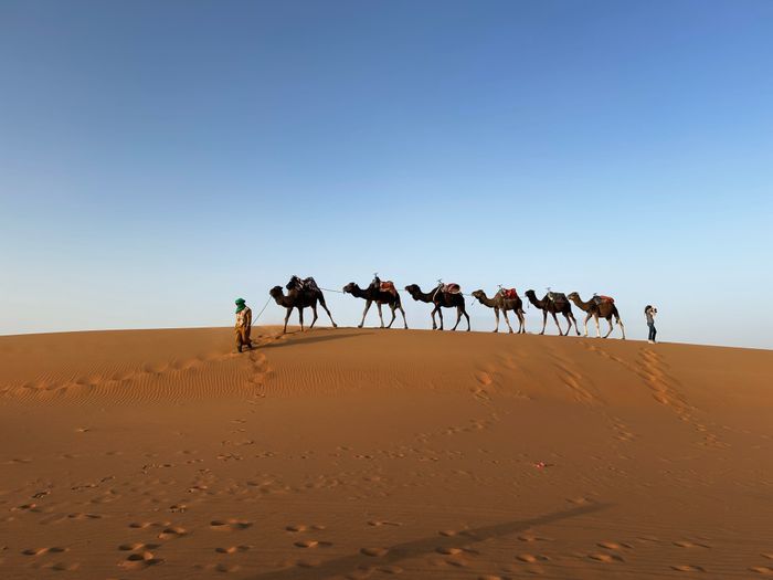 Camel caravan crossing the Sahara dunes, Morocco
