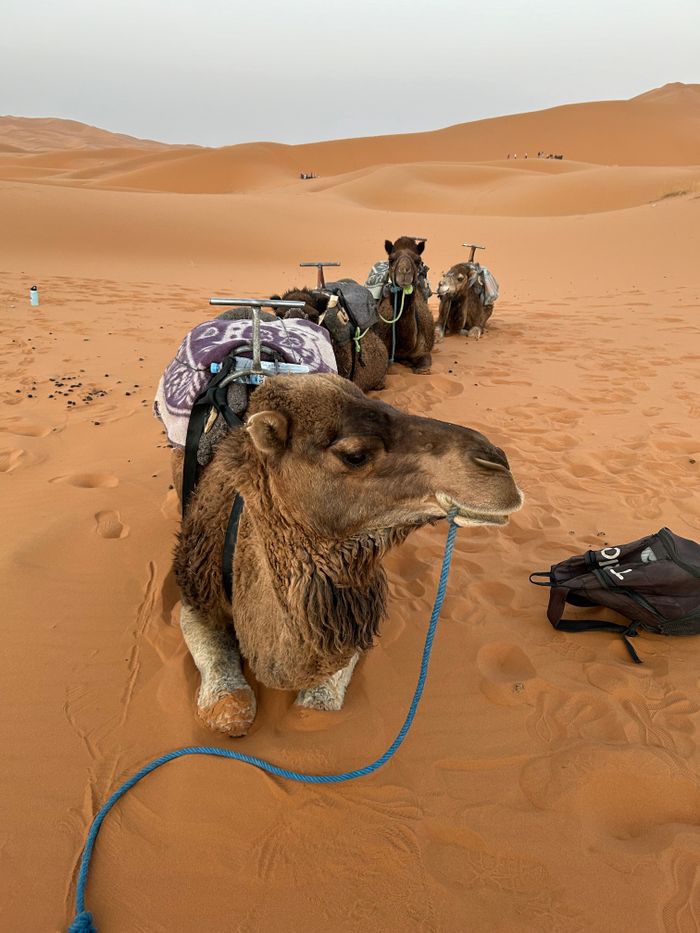 Camels resting in the Sahara desert at golden hour, Morocco