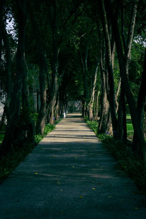 Free Serene tree-lined path in Heroica Puebla de Zaragoza, Mexico, embracing nature's tranquility. Stock Photo