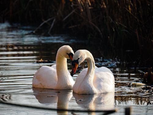 Free Two graceful mute swans float together in a serene pond in England, reflecting love and tranquility. Stock Photo
