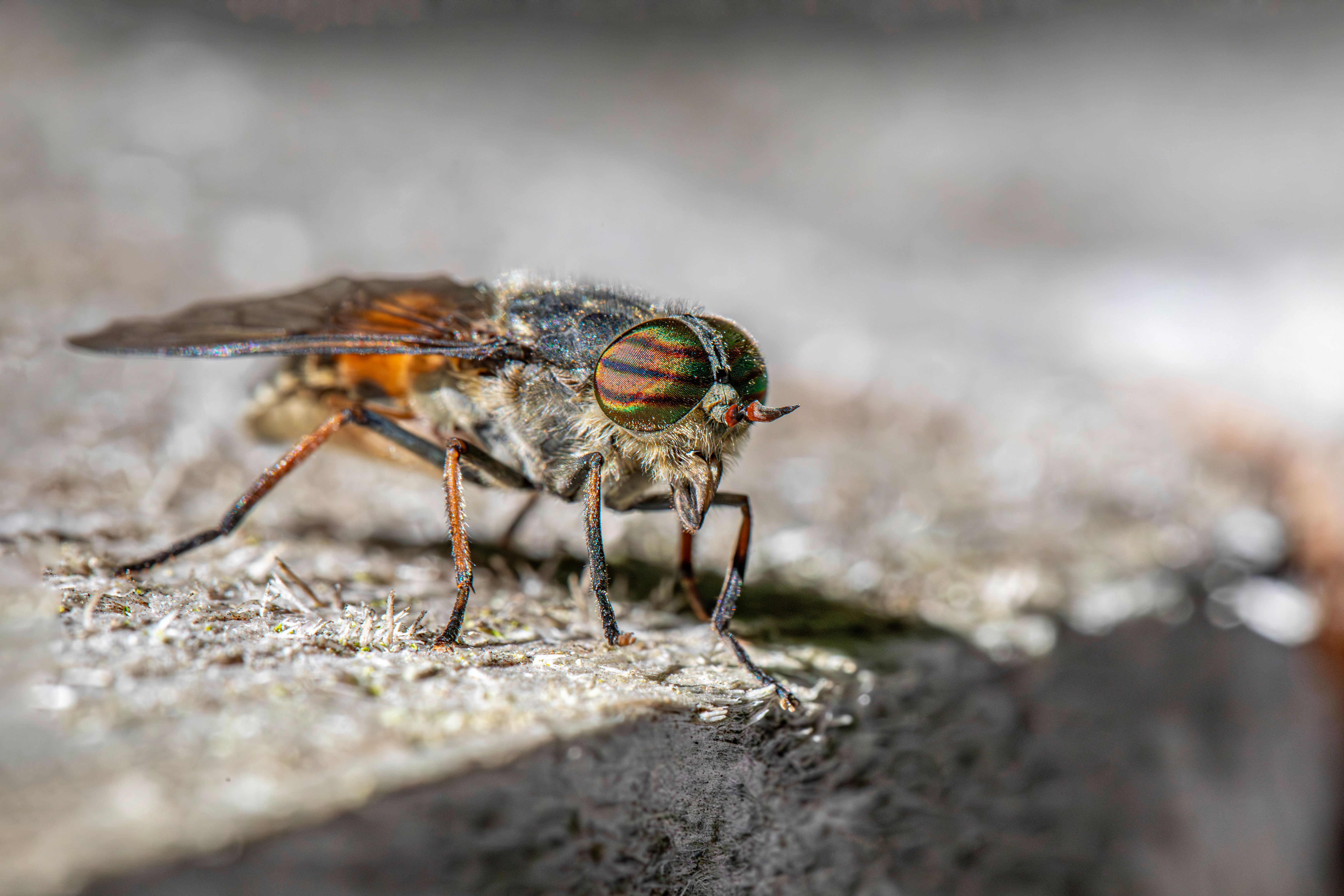 what-eats-a-horse-fly-the-institute-for-environmental-research-and
